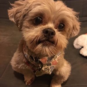 Meet your Posher, Alison